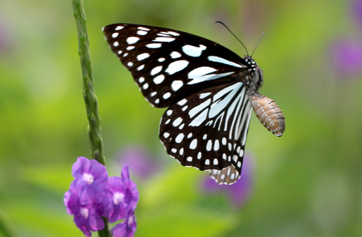 Butterfly park belvai